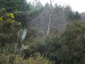 Sandlings sculpture lurking in the forest