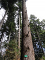 Sapin de Douglas dans l'arboretum