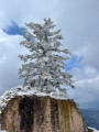 Sapin sur les ruines du chateau