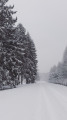 Sapins dans le neige