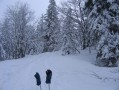Sapins et gants Sapins et gants