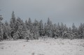 Sapins givrés Sapins givrés