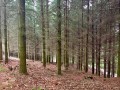 Sapins