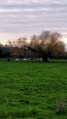 saule majestueux