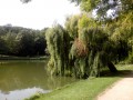Saule pleureur