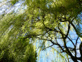 Saule pleureur