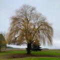 Saule pleureur Saule pleureur