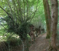 Saules t&ecirc;tards 2