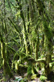 savane en savagnin