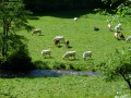 Scène pastorale