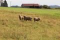 Schafe am Wegesrand