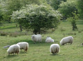 Schafe im Höltigbaum