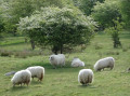 Höltigbaum