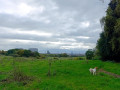 Scheutbos et Thaborgberbos depuis Anderlecht
