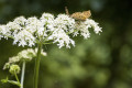 Schmetterlinge im Glastal