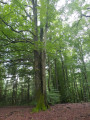 Schöner Baum