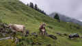 La Schwägalp - Stein (SG) par l'Alpenpanorama Weg