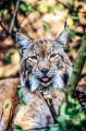 Schwarzwaldzoo Waldkirch