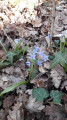 Scille en fleur