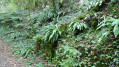 Royans Vercors - Gorges du Chaillard Royans Vercors - Gorges du Chaillard