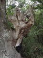 Sculpture de la nature