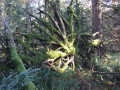 Sculpture naturelle
