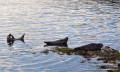 Seals Seals
