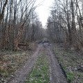 Sente forestière