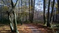 Sentier à l'automne