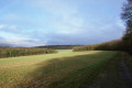 Sentier à la lisière du bois