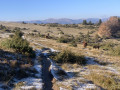 Les chevaux sur la chaume