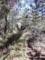 Sentier après l'arbre mort