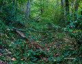 Sentier après le point 1