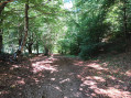 Sentier arboré