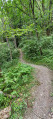 Sentier au début de la forêt de Pézières