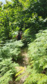 Sentier au milieu des foug&egrave;res