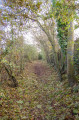 Sentier bordé d'arbustes