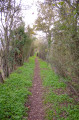 sentier bordé d'arbustes