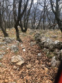 Sentier boisé