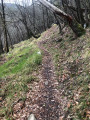 Sentier boisé