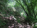 Sentier boisé