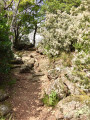 Sentier bordé de bruyères arborescentes ... Sentier bordé de bruyères arborescentes ...