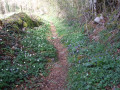 sentier bordé de fleurs