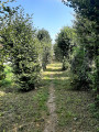 Sentier bordé de saules têtards