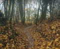 Sentier d'automne