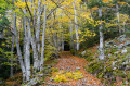 Sentier d'automne