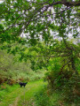 Sentier d'herbe