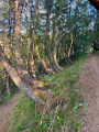 Sentier dans la for&ecirc;t domaniale