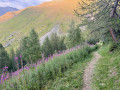 Sentier dans la for&ecirc;t domaniale