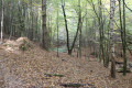 Sentier dans la forêt le long du ruisseau Sentier dans la forêt le long du ruisseau
